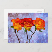 Carte postale Rosiers orange et jaune alignés (Devant / Derrière)