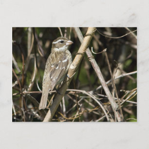 Carte postale Rosy Gros