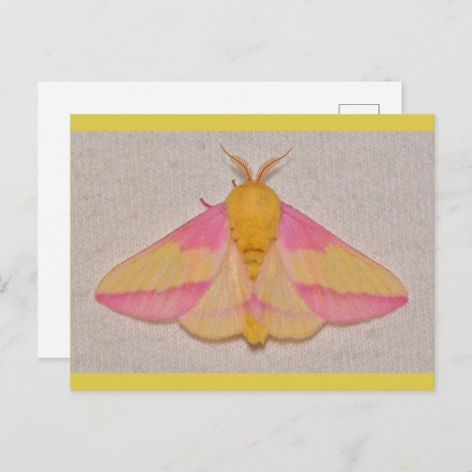 Carte Postale Rosy Maple Moth (Devant / Derrière)