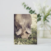 Carte Postale Rotation de porc noir dans l'herbe (Debout devant)