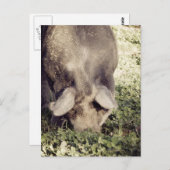 Carte Postale Rotation de porc noir dans l'herbe (Devant / Derrière)