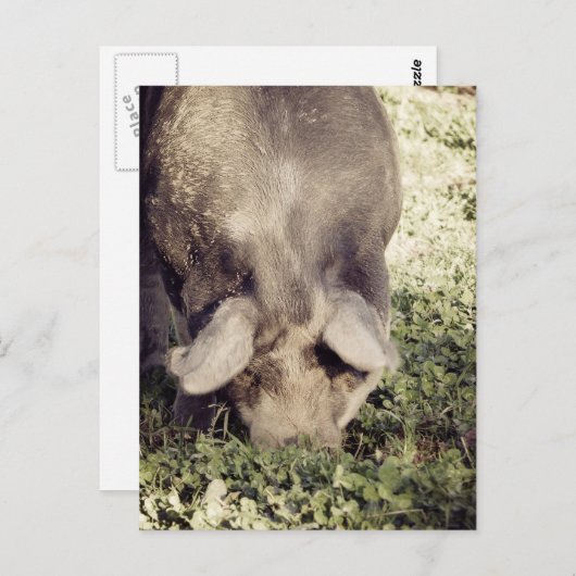 Carte Postale Rotation de porc noir dans l'herbe (Devant / Derrière)