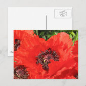 Carte Postale Roter Mohn (Devant / Derrière)