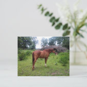 Carte Postale Rotthorse (Debout devant)