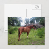 Carte Postale Rotthorse (Devant / Derrière)