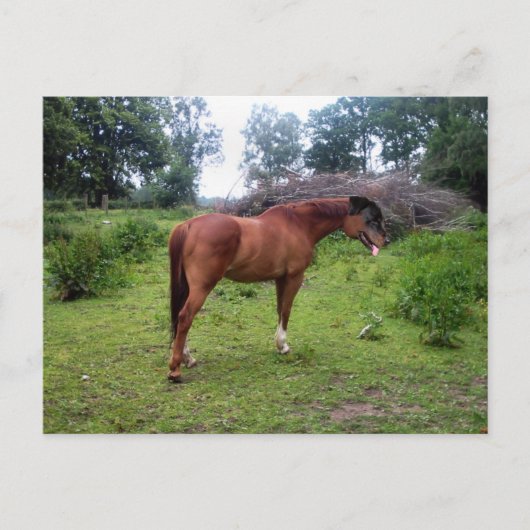Carte Postale Rotthorse (Devant)