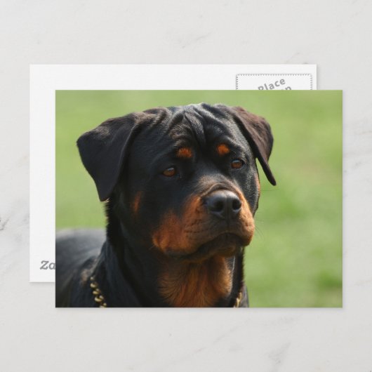 Carte Postale Rottweiler (Devant / Derrière)