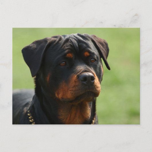 Carte Postale Rottweiler (Devant)