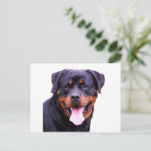 Carte Postale rottweiler (Debout devant)