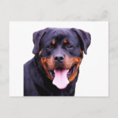 Carte Postale rottweiler (Devant)