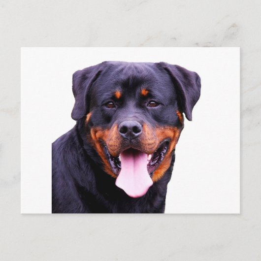 Carte Postale rottweiler (Devant)