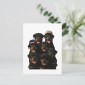 Carte Postale Rottweiler (Debout devant)