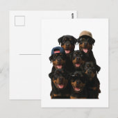 Carte Postale Rottweiler (Devant / Derrière)