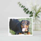 Carte postale Rottweiler (Debout devant)