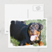 Carte postale Rottweiler (Devant / Derrière)