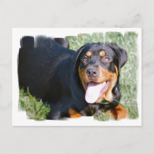 Carte postale Rottweiler