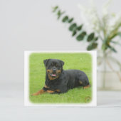 Carte Postale Rottweiler (Debout devant)