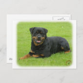Carte Postale Rottweiler (Devant / Derrière)