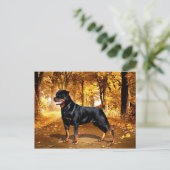 Carte Postale Rottweiler (Debout devant)