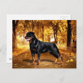 Carte Postale Rottweiler (Devant / Derrière)