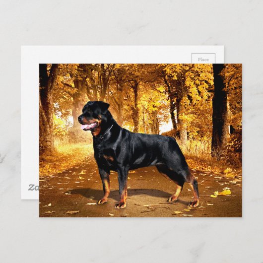 Carte Postale Rottweiler (Devant / Derrière)