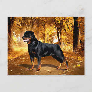 Carte Postale Rottweiler