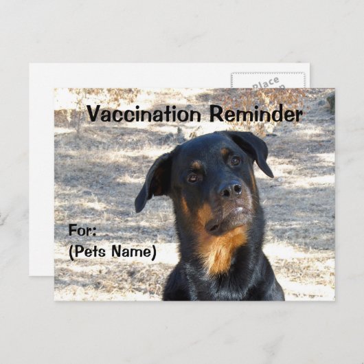 Carte postale Rottweiler (Devant / Derrière)