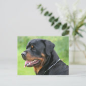 Carte Postale rottweiler (Debout devant)