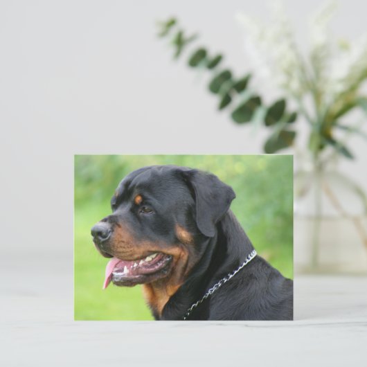 Carte Postale rottweiler (Debout devant)