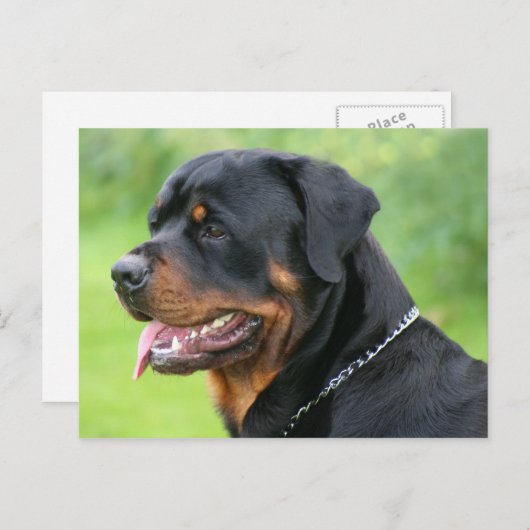 Carte Postale rottweiler (Devant / Derrière)