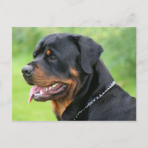 Carte Postale rottweiler