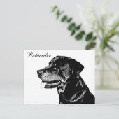 Carte postale Rottweiler (Debout devant)