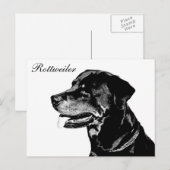Carte postale Rottweiler (Devant / Derrière)