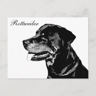 Carte postale Rottweiler