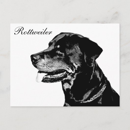 Carte postale Rottweiler (Devant)