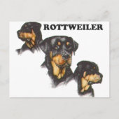Carte Postale Rottweiler (Devant)
