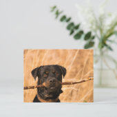 Carte Postale Rottweiler avec bâton (Debout devant)