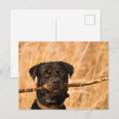 Carte Postale Rottweiler avec bâton (Devant / Derrière)