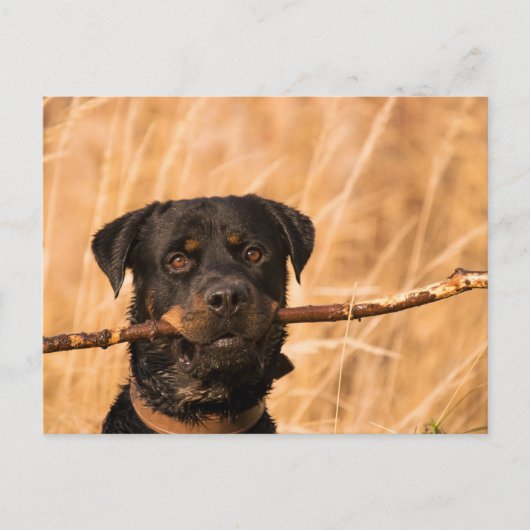 Carte Postale Rottweiler avec bâton (Devant)