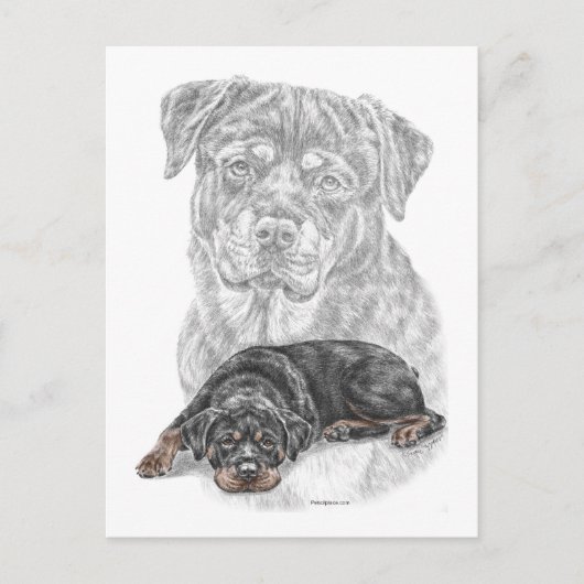 Carte Postale Rottweiler Chien Art (Devant)