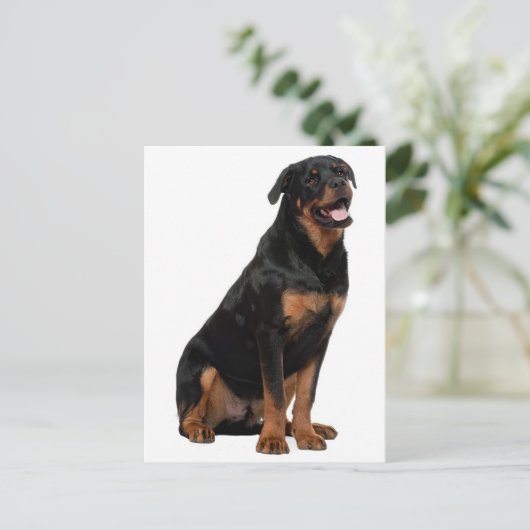 Carte Postale Rottweiler Chien Chien Chien Chien Chien Chien Chi (Debout devant)