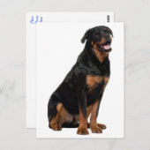 Carte Postale Rottweiler Chien Chien Chien Chien Chien Chien Chi (Devant / Derrière)