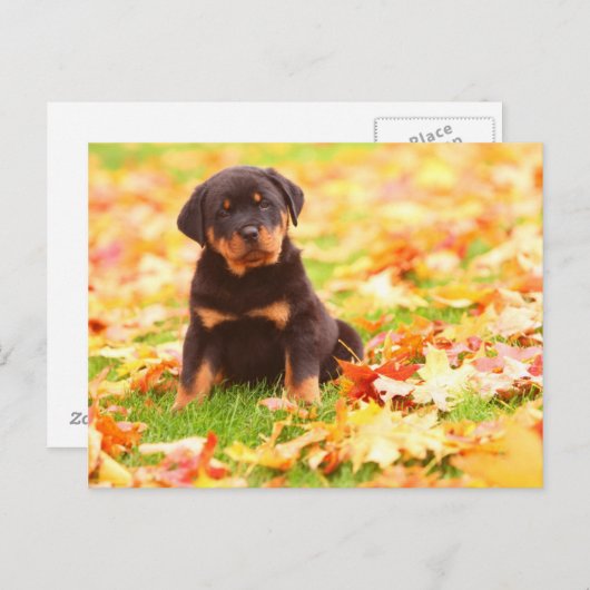 Carte Postale Rottweiler Chiot Assis Dans Les Feuilles D'Automne (Devant / Derrière)