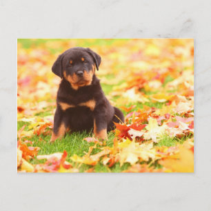 Carte Postale Rottweiler Chiot Assis Dans Les Feuilles D'Automne