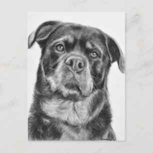 Carte Postale Rottweiler Drawing