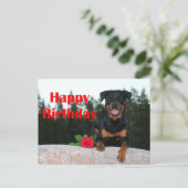 Carte Postale rottweiler joyeux anniversaire (Debout devant)