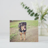 Carte Postale rottweiler plein (Debout devant)