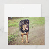 Carte Postale rottweiler plein (Devant / Derrière)