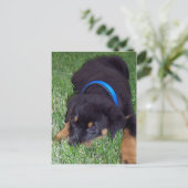 Carte Postale rottweiler pup. (Debout devant)