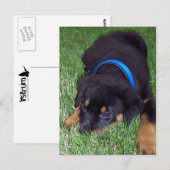 Carte Postale rottweiler pup. (Devant / Derrière)